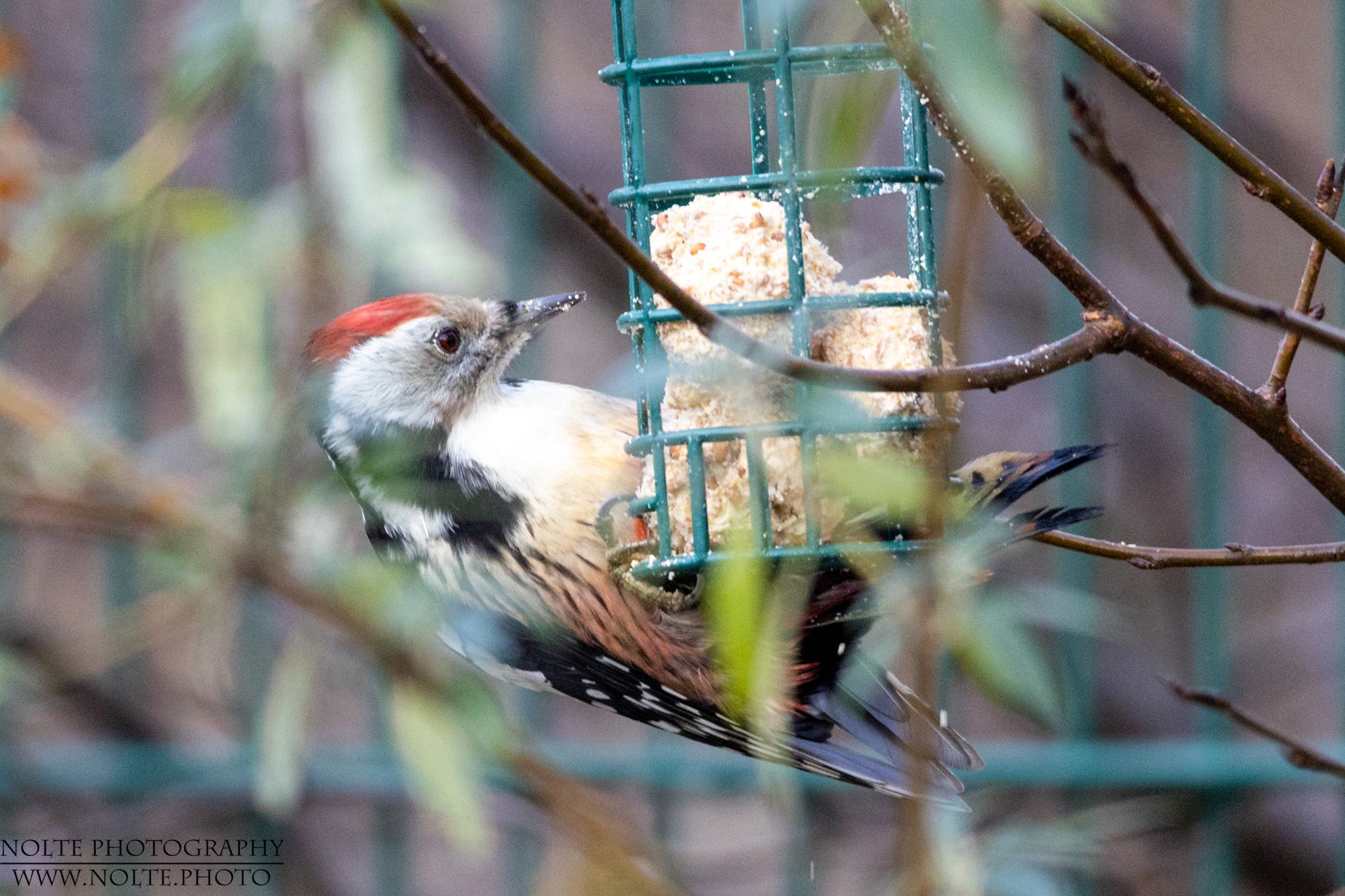 Buntspecht beim All you can Eat ;)